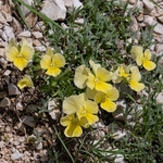 Eugenia's pansy (Viola eugeniae)