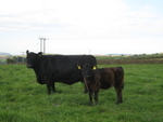 Kate M6 With Her Calf Kate U3 of Upper Buckna