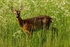 Roe Deer ( F3 & 4 )