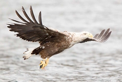Sea Eagle Portree Fishing