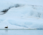 Eider resting on iceberg, Jokulsarlon, Iceland