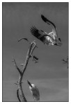 Birds - Monochrome - 09