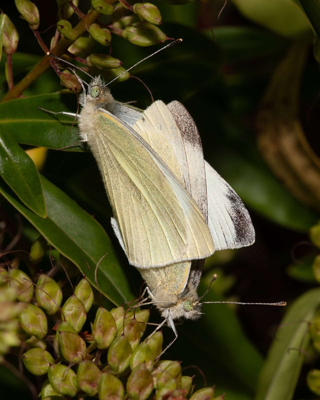 Cabbage White - Dee Estuary