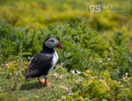 Puffin, Skomer Island