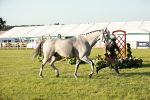 SBM_20559