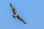 Osprey Pandion haliaetus-0297