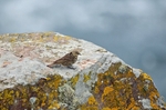 Rock Pipit