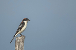 Woodchat Shrike