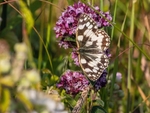 Marbled White