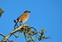 Dunnock