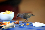 Starling, Sturnus vulgaris in an urban garden_ST_0019
