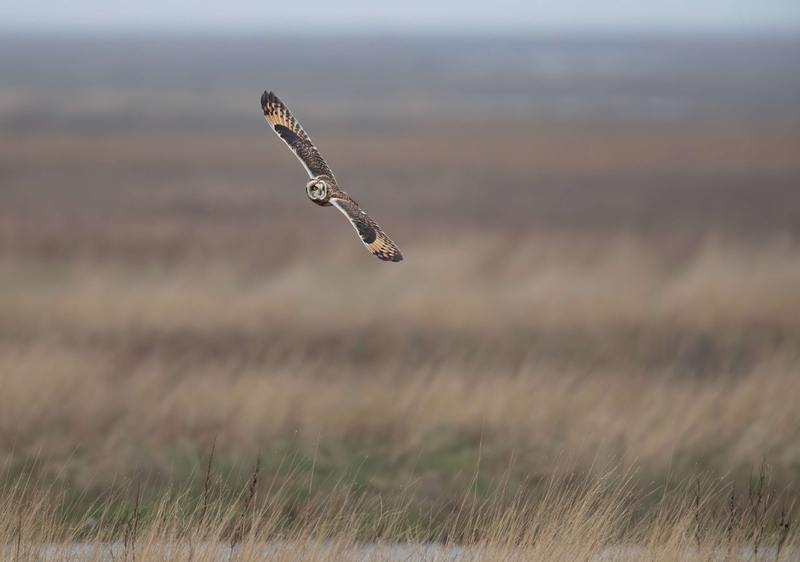 Short Eared Owl
