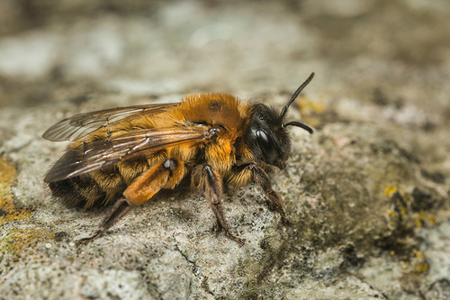 [i]Andrena nigroaenea[/i] female, Staffordshire garden, May 2016.