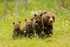 Brown Bear family at Martinselkonen