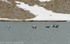 Male eiders.