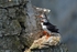 Puffins