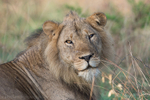 Queen and male lion
