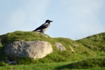 Hooded Crow