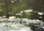 Southern Hawker Dragonfly, Cheshire