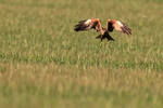 Marsh Harrier (male) takes off from field, Montgai, Spain