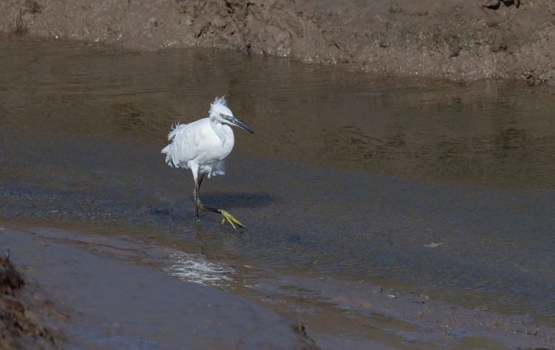 Little Egret - Dee Estuary - North Wales