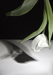 Tulip hanging