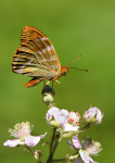 Silver-Washed Fritillary