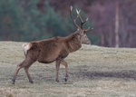 Red Deer