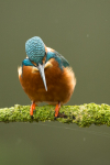 Kingfisher