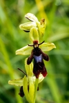 Fly Orchid