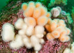 Alcyonium digitatum