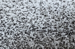 Starlings