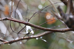 Winter Branches