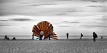 Sea Shell - Aldeburgh - Suffolk