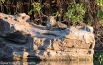 Jaguar on the Paraguay river