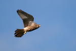 Common Kestrel