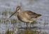 Long Billed Dowitcher