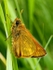 Large Skipper