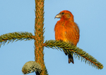 Crossbill 1