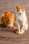 Cat domestic-5415