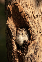 Indian Scops Owl sleeping, Bandhavgarh reserve, India