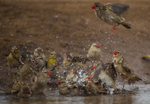 Red-billed Quelea bathing 5