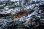 Marine Otter moving down cliff, Chanaral Island, Chile