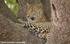 An injured leopard
