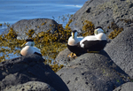 Eiders