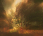 P11   Thetford Forest (2)