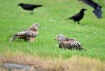 Red Kites