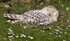 Snowy Owl