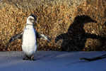 African Penguin & shadow, Foxy Beach, South Africa