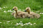 Goslings